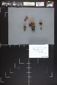 Crassisporium funariophilum image