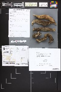 Sarcodon leucopus image