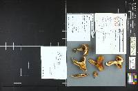 Cortinarius variecolor image