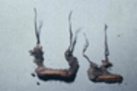 Cordyceps paludosa image
