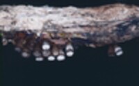 Hypocrea latizonata image