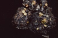 Arachnopeziza aurelia image