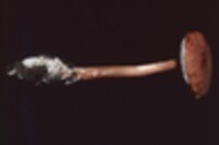 Austroboletus gracilis var. laevipes image