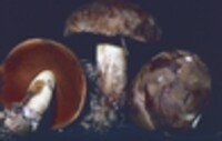 Boletus vermiculosoides image