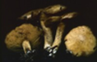 Suillus americanus image