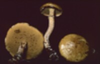 Suillus acidus var. intermedius image