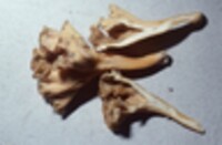 Cantharellus convolvulatus image