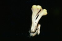Clavariadelphus truncatus image