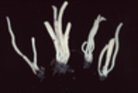 Clavaria fumosa image