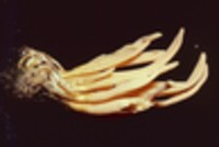 Clavulinopsis aurantiocinnabarina image
