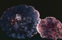 Hydnellum suaveolens image