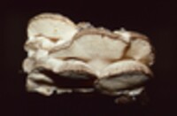 Climacodon septentrionalis image