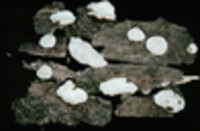 Perenniporia ohiensis image