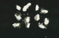 Aleurodiscus amorphus image