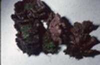 Thelephora terrestris image