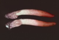 Mutinus elegans image