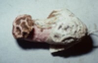 Simblum sphaerocephalum image