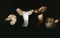 Arcangeliella variegata image
