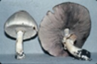 Agaricus placomyces image