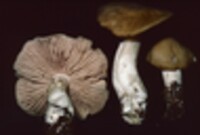 Entoloma bicolor image