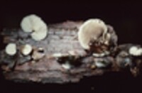 Hohenbuehelia atrocaerulea image