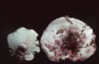 Hygrophorus russula image