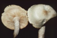 Hypsizygus ulmarius image
