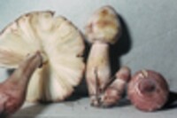 Leucoagaricus americanus image