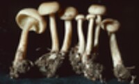 Lyophyllum fumosum image