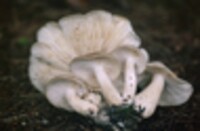 Lyophyllum ochrocinerascens image