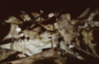 Gymnopus perforans image