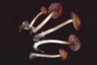 Mycena rutilantiformis image