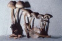 Mycena inclinata image