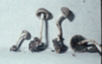 Panaeolus fraxinophilus image