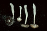 Psathyrella arenulina image