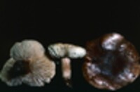 Tricholoma umbraticum image