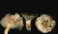 Lactarius resimus image