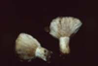 Lactarius scrobiculatus var. montanus image