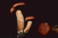Lactarius subviscidus image