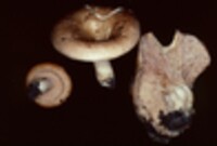 Lactarius torminosus var. nordmanensis image