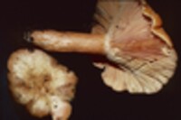 Lactarius thyinos image