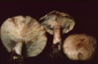 Lactarius vinaceorufescens image