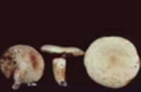 Lactarius volemus var. flavus image
