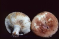 Lactarius allardii image