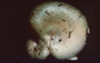 Lactarius chelidonium image