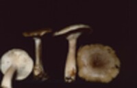 Lactarius cinereus image