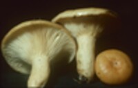 Lactarius croceus image