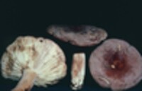 Lactarius corrugis image