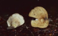 Lactarius furcatus image