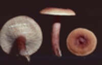 Lactarius fragilis image